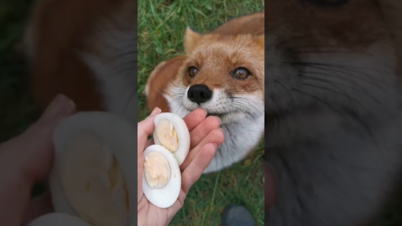 Это лучший подарок для лисы