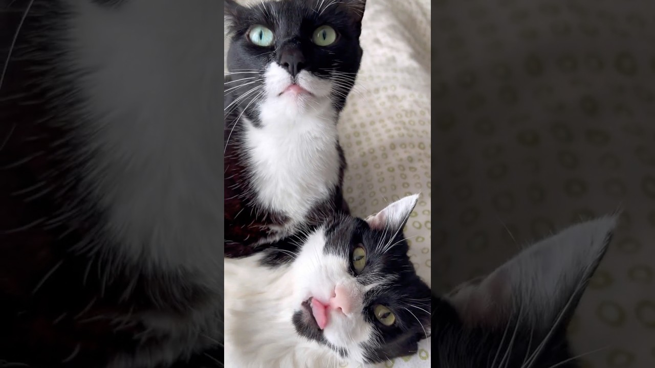 Кэти и Аляска! Кошки вылизывают друг друга 