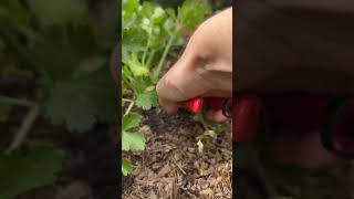 Home Gardening Harvest ASMR - Parsley Stalk Cutting Resimi