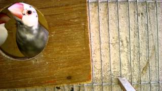 Alondra Gorrion De Java