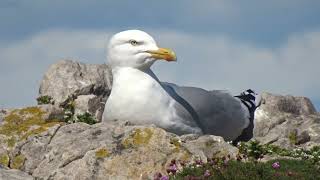 A Herring Gull at Findochty, Moray, Scotland protecting his rocky outcrop on the 9th May 2024.