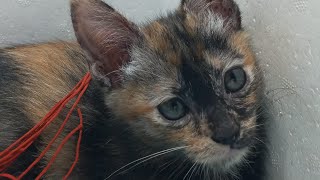 Cats & kittens are 795 & 694 & 677 & 629 & 553 & 438 & 400 & 300 & 170 & 149 & 67& 461&394&292&258