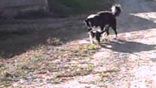 Kitty Cat Tango Aka Attack Of The Herding Puppies