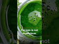 Fat Loss Is Not a Detox