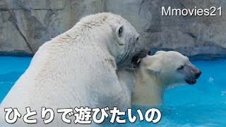 Polar Bear cub running away 逃げまわるこぐま