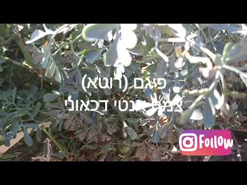 וִידֵאוֹ: 7 עשבי תיבול שימושיים לתה ארומטי