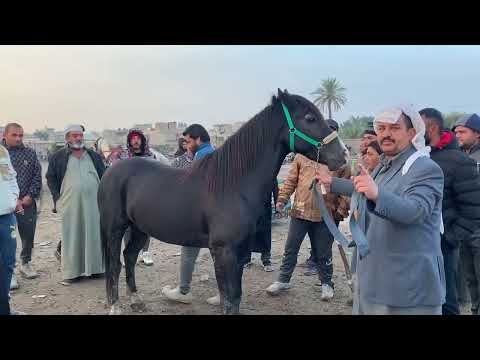مزاد لبيع حصان في منطقة النزيزة في حي ال