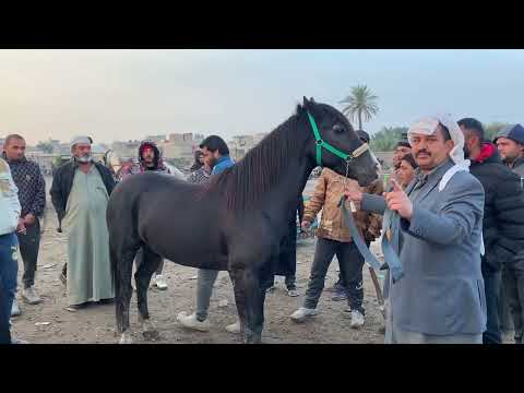 مزاد لبيع حصان في منطقة النزيزة في حي الصدر