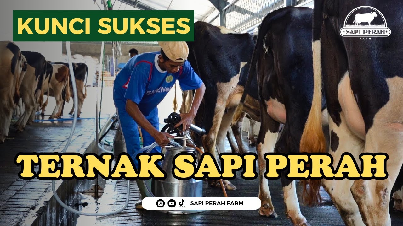 TRIK SUKSES BUDIDAYA TERNAK SAPI PERAH 2024 ‼️