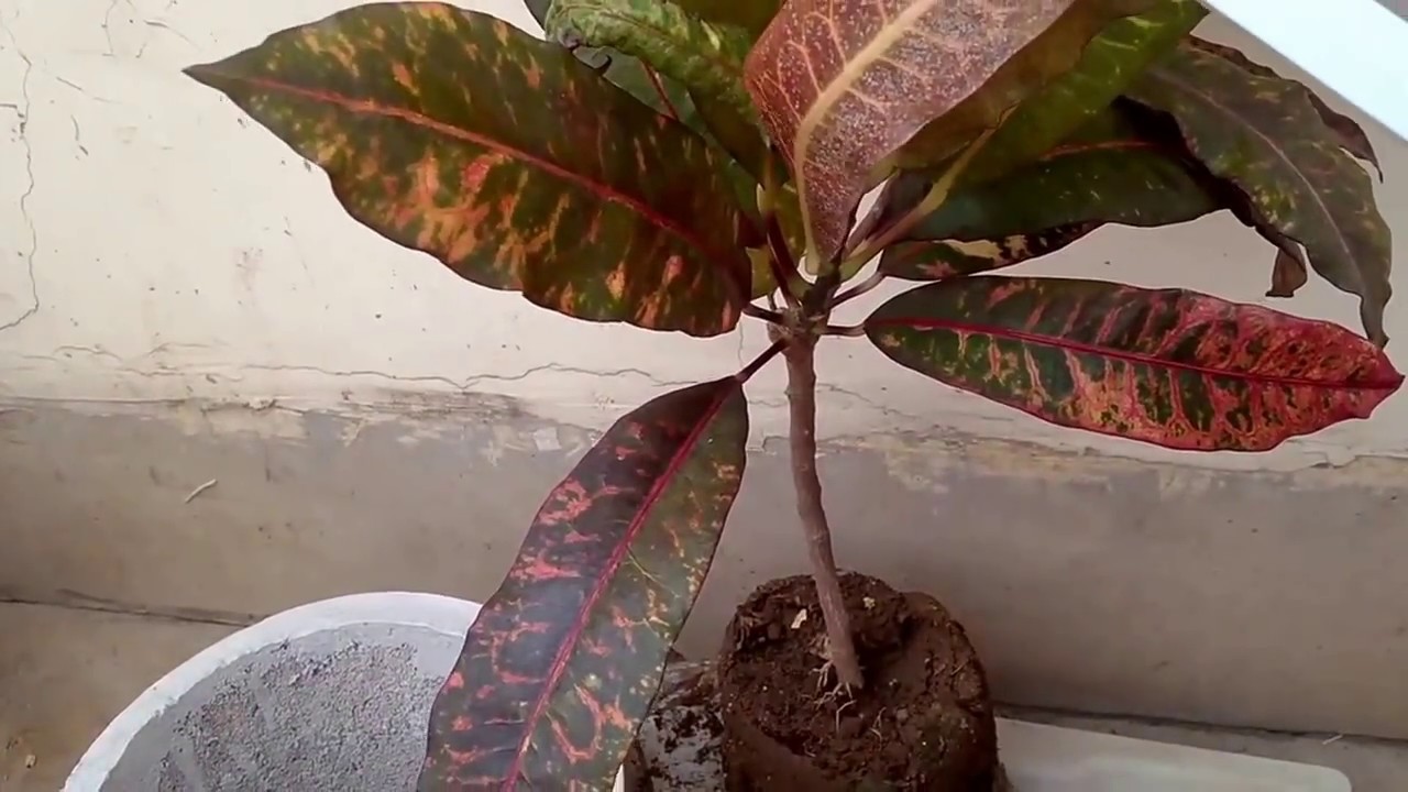 How to grow, care and repot Croton from cuttings in (Hindi and Urdu