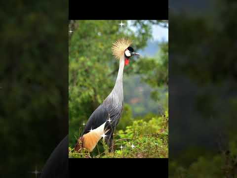 أجمل صور لطيور الكركي