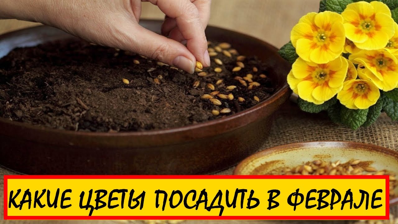 Какие цветы можно сажать семенами. Семена для посадки. Семена цветов на рассаду. Посадка семян цветов. Посев семян на рассаду.