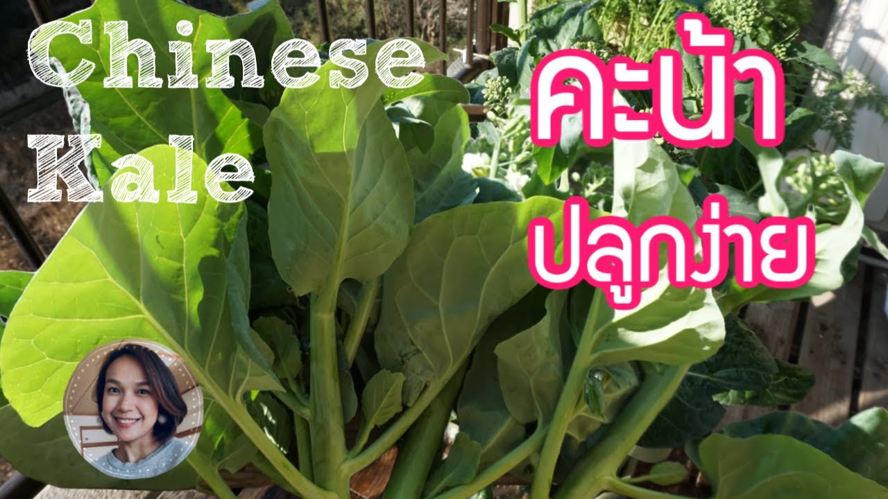 วิธีปลูกคะน้าในกระถางแบบละเอียดคลิปเดียวจบ How to Grow Chinese Kale YouTube