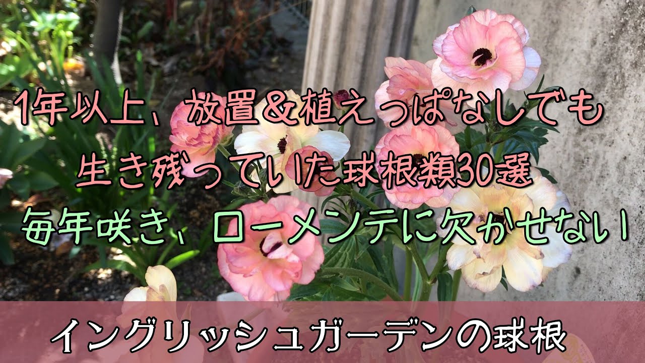 ガーデニング 1年以上 放置 植えっぱなしでも生き残っていた球根類30選 咲く季節ごとにご紹介 毎年咲くので 宿根草と同じくローメンテには欠かせない 園芸 荒れ果てたイングリッシュガーデン Youtube