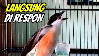 MASTERAN CENDET GACOR FULL ISIAN TERBARU BIKIN BURUNG NGEPLONG