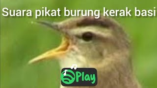 Suara pikat burung kerak basi langsung nyamber