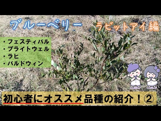 ブルーベリー【ラビットアイ系】育てやすかった品種paer2 - YouTube