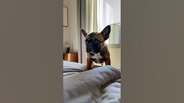 This Frenchie Is the Cutest Alarm Clock Ever ⏰🐶 #shorts