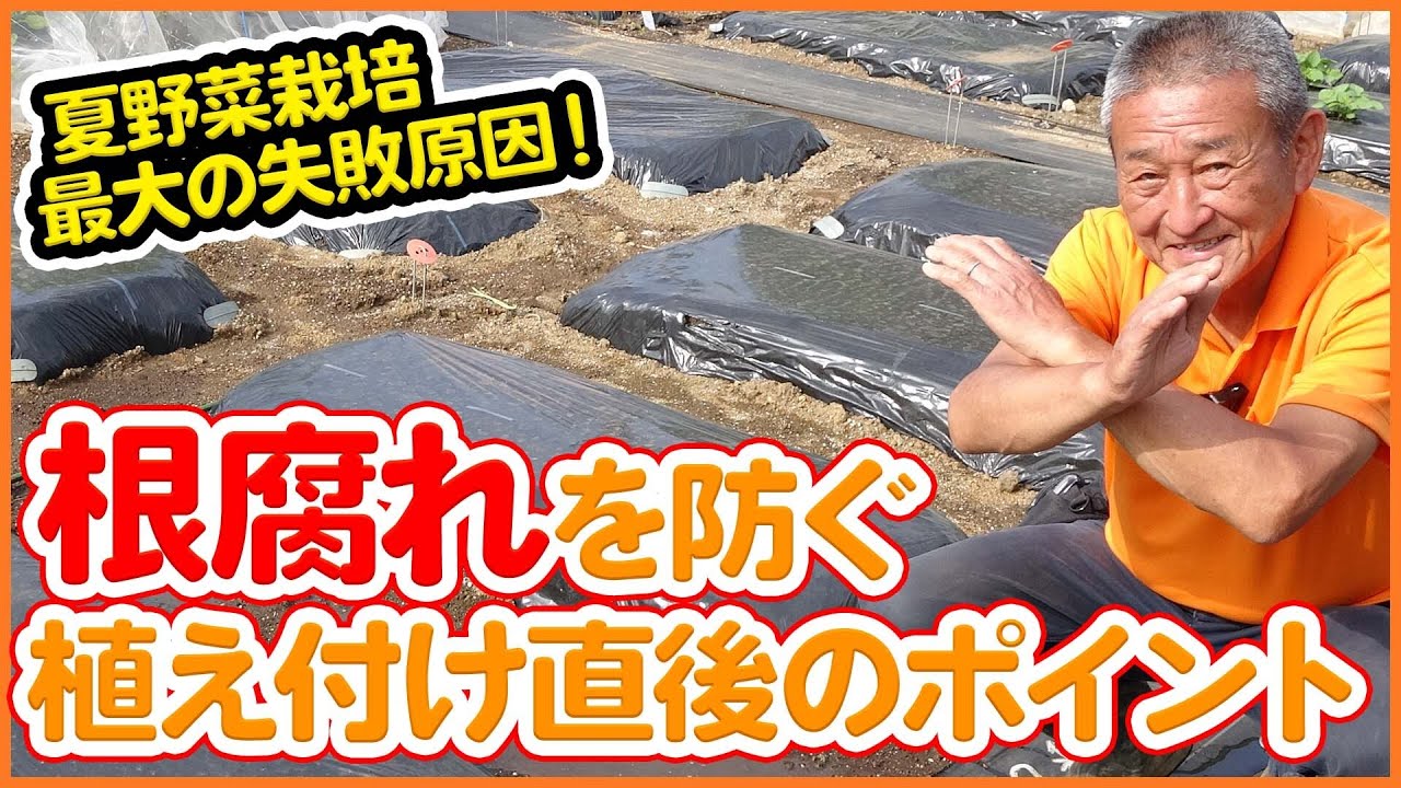 家庭菜園や農園の夏野菜栽培で失敗原因は水やりと根腐れ 植え付け直後に注意したい根腐れ防止対策を徹底解説 農園ライフ How To Prevent Root Rot Youtube