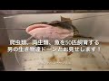 爬虫類、両生類、アロワナ、古代魚を50匹飼育する男の生き物をドーンとお見せします！