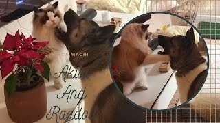 Ragdoll cat attack !!! Incredible! Ep. 115_Mica Machi by micamachi 42 views 1 year ago 1 minute, 9 seconds