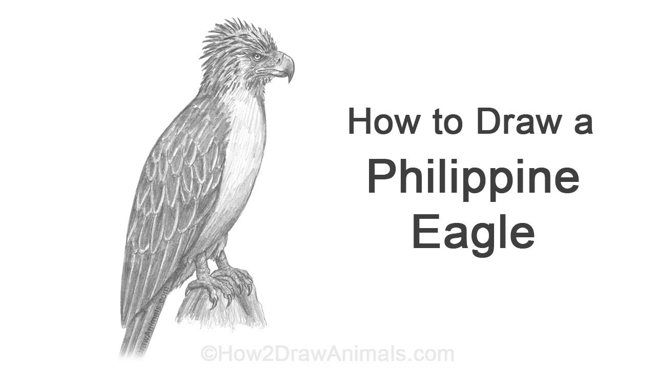 How To Draw An Eagle With 44 Dots Easy  How to draw a bald Eagle flying  easy step by step  YouTube