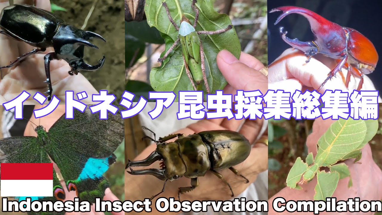 インドネシア ジャワ島 西ジャワ州スカブミ 昆虫採集総集編。A compilation of insect observations in Sukabumi, West Java, Indonesia
