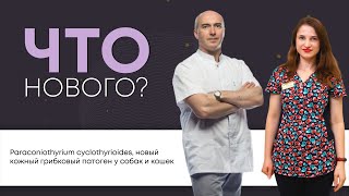 ЧТО НОВОГО?  Paraconiothyrium cyclothyrioides, новый кожный грибковый патоген у собак и кошек