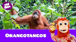 que barulho é esse (Orangotangos)