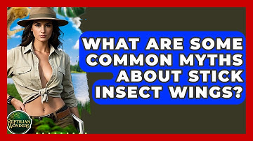 What Are Some Common Myths About Stick Insect Wings? - Reptilian Wonders