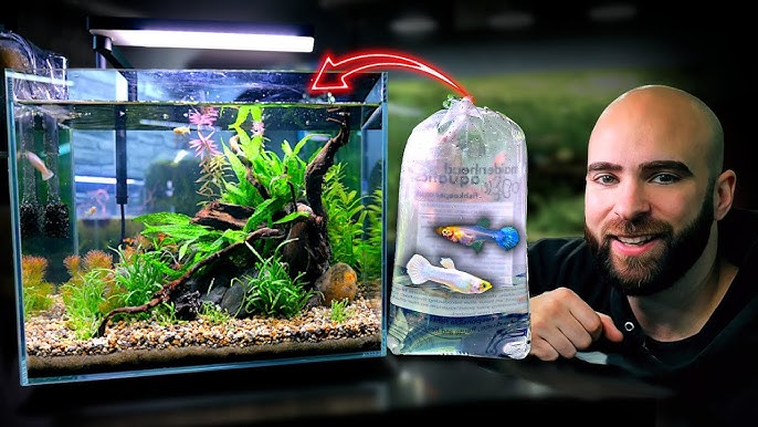 Do Aquarium Fish Need Light or Can They Thrive Without It 