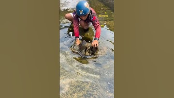 Cá Lớn - bắt Cá Lau Kính ẩn nấp dưới rêu 😱 #khacthuyvlogg