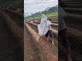Recultivation of fertile agricultural land -Agriculture farming #shorts