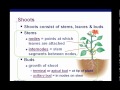 AP Biology Plant Anatomy Chapter 35 part 1