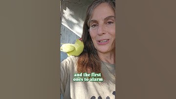 Thumbnail of A little bird told me