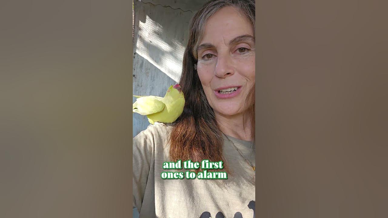 A little bird told me