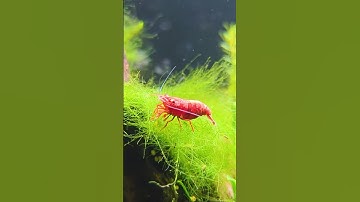 The Truth About Shrimp Water Parameters & Why Stability Matters Most!