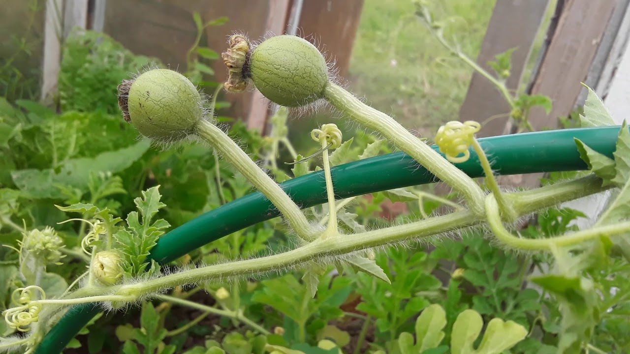 Вырашиваем арбузы в теплице.Посадка и уход - YouTube