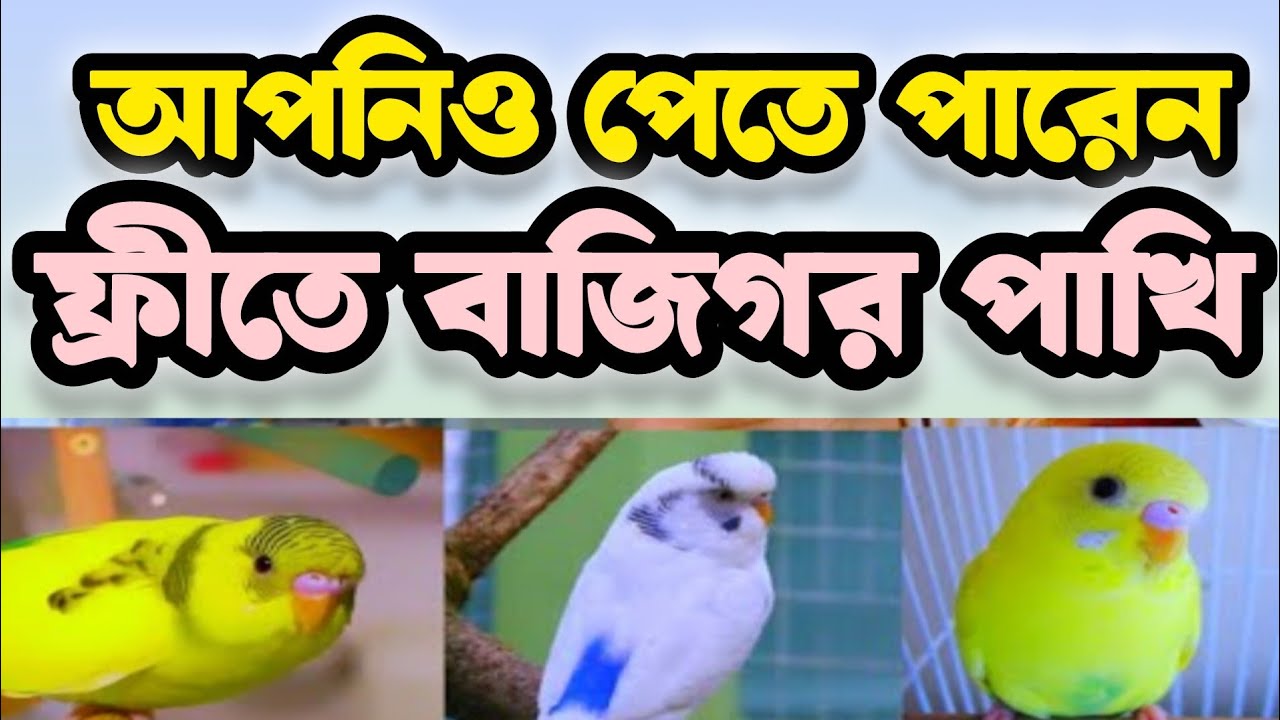 আপনি পেতে পারেন বাজিগর পাখি ফ্রী  🎁 | সত্যিই ফ্রি😲