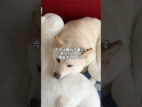 表情から柴犬の愛情が伝わってきます🥰　#shorts # #柴犬 #犬 #dog