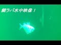 鯛ラバ水中映像