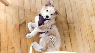 BRAND NEW OFFICE PUPPY! (hes so cute)