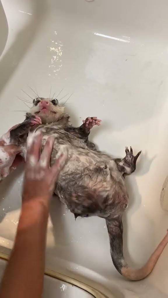 Opossum Bathtime || ViralHog