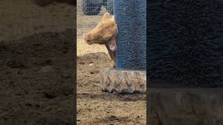 Cows need a good scratch now and then.  A used car wash bristle is just the ticket. #cows #rancher