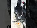 obuna bolib qoyamiz akalar @A8789-k4f @Xoroz_Uz @DakangXorozlarUZB
