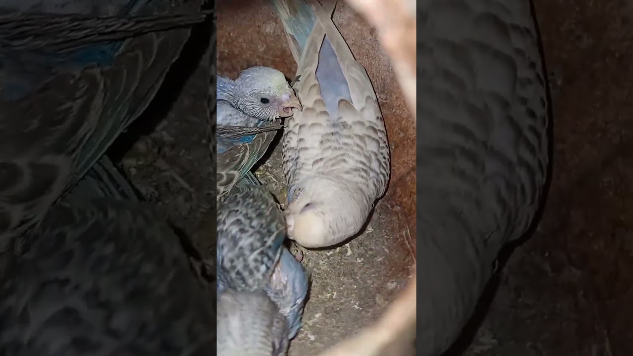 Budgies Breeding Colony 