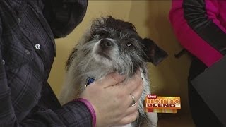 Thanksgiving Safety Tips for Pets