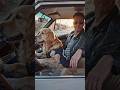 This dog is driving a car | #shorts #trending
