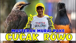 Download Lagu CUMA pake JANGKRIK settingan Murai batu di rumah di masteri cucak ROWO By HoBi ID MP3