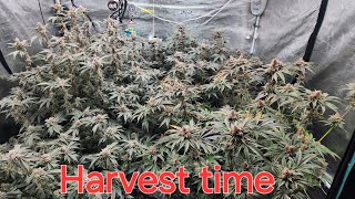 Harvest time for 5x5. 3x3 is starting to explode.